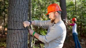 Forest Technology